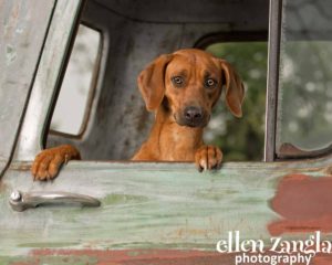 Ellen|Zangla|Photography|Dog|Puppy|Photo|Picture|Loudoun|Fairfax|Washington DC| Leesburg|Ashburn|Middleburg| Reston|Tysons Corner|Vienna|Alexandria|Bethesda|Potomac|Rockville