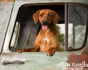 Ellen|Zangla|Photography|Dog|Puppy|Photo|Picture|Loudoun|Fairfax|Washington DC| Leesburg|Ashburn|Middleburg| Reston|Tysons Corner|Vienna|Alexandria|Bethesda|Potomac|Rockville