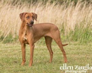 Ellen|Zangla|Photography|Dog|Puppy|Photo|Picture|Loudoun|Fairfax|Washington DC| Leesburg|Ashburn|Middleburg| Reston|Tysons Corner|Vienna|Alexandria|Bethesda|Potomac|Rockville