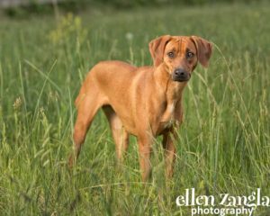 Ellen|Zangla|Photography|Dog|Puppy|Photo|Picture|Loudoun|Fairfax|Washington DC| Leesburg|Ashburn|Middleburg| Reston|Tysons Corner|Vienna|Alexandria|Bethesda|Potomac|Rockville