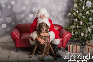 Ellen|Zangla|Photography|Dog|Puppy|Photo|Picture|Loudoun|Fairfax|Washington DC| Leesburg|Ashburn|Middleburg| Reston|Tysons Corner|Vienna|Alexandria|Bethesda|Potomac|Rockville