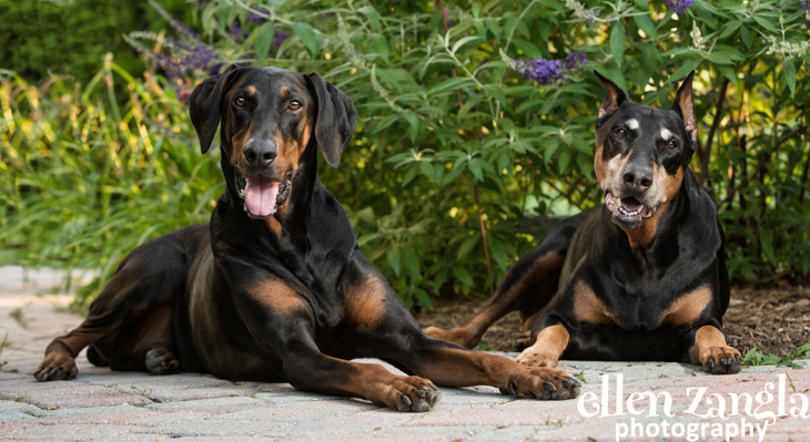 doberman mix alano