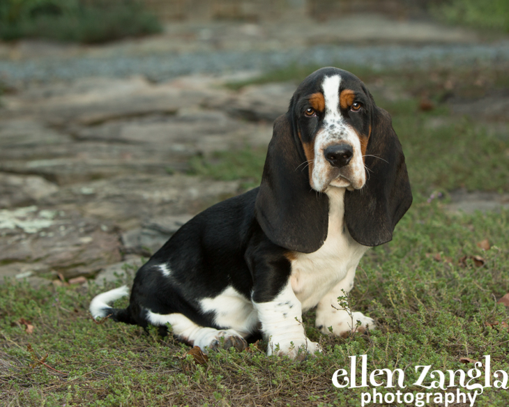 Black and hot sale white basset