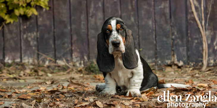 gray basset hound