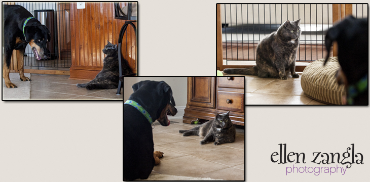 Pet Photography, Dog Pictures, Dog Photographs, Cat Pictures, Cat Photographs