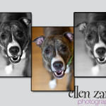 Leesburg Dog Photography, Purcellville Dog Photos, Purcellville Dog Photograpy