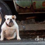 Bulldog photo, Leesburg pet photography, Loudoun County pet photography