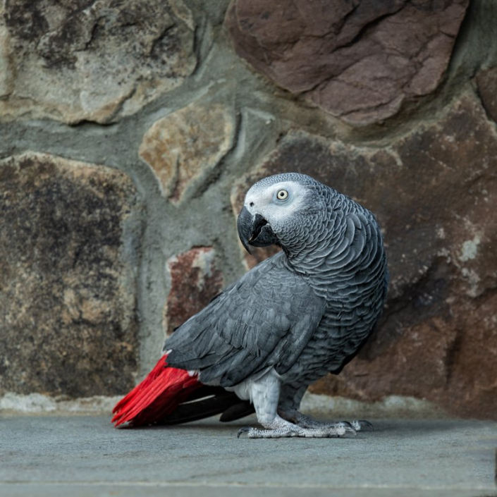 African Gray Parrot Outside | Birkby House, Leesburg, VA African Gray Parrot standing outside on a wall at the Birkby House in Leesburg, VA.