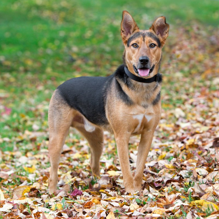 Mixed Breed Dog in Leaves | Morven Park Mixed breed dog standing outside in the leaves at Morven Park.