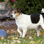 Leesburg Dog Photo with ball