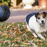 Leesburg dog photo with ball