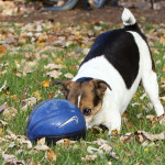 Leesburg dog photo with ball