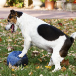 Leesburg dog photo with ball