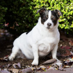 Leesburg dog photo with ball