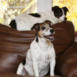 Leesburg dog photography