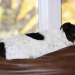 Leesburg dog photos