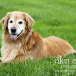 Photo of Golden Retriever Lying in the Grass