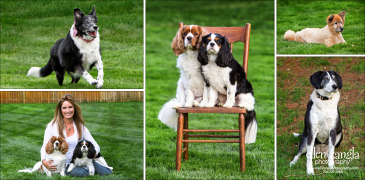 Photos of Border Collie mix, German Shepherd and Chow, Foxhound and Beagle and King Cavalier Terriers