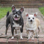 Outdoor photograph of two Chihuahuas in Leesburg, VA
