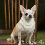 Photograph of a Chihuahua in Hamilton VA