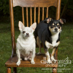 Chihuahua and Pug Photography in Loudoun County, VA
