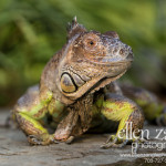 Photo of iguana in Hamilton VA