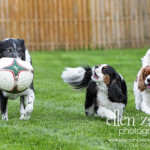 Action photo of Border Collie mix and King Cavaliers in Ashburn VA