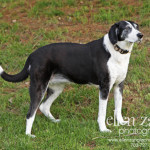 Photo of Foxhound Beagle Mix in Ashburn VA