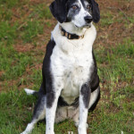 Portrait of Foxhound Beagle Mix in Ashburn VA