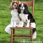 Portrait of two King Cavalier Terriers in Ashburn VA