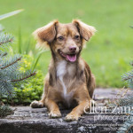 Photograph of Chihuahua mix puppy
