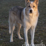Czechoslovakian Wolfdog Dog Photography