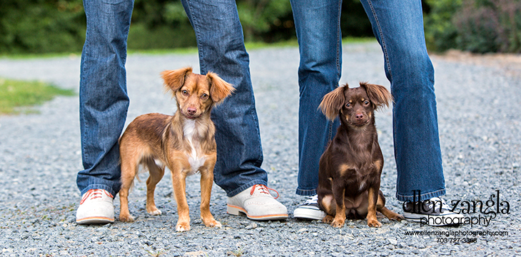 Photo of two chihuahua mixes with their owners