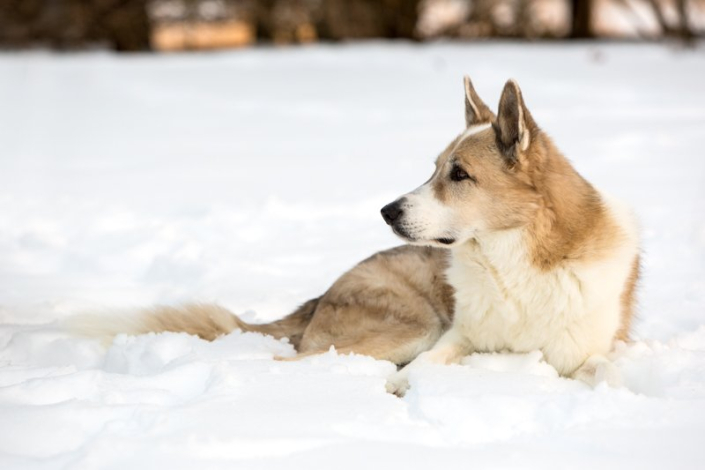 Mixed breed brown and white dog in profile lying in the snow