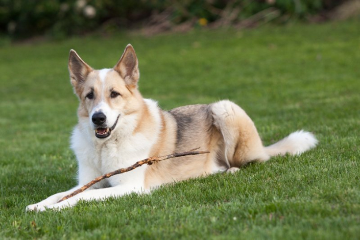 Brown and white mixed breed dog lying in green grass outdoors.