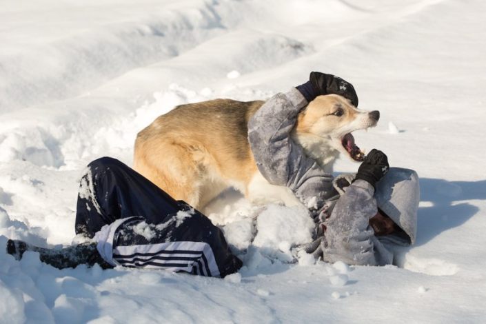 Dog wrestling with his owner in the snow