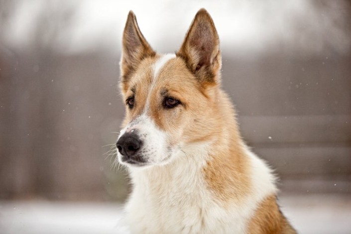 Headshot of a mixed breed dog in the snow