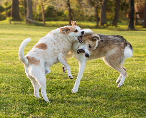 Two mixed breed dogs wrestling in the grass outdoors