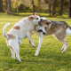 Two mixed breed dogs wrestling in the grass outdoors