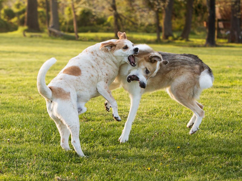 Two mixed breed dogs wrestling in the grass outdoors
