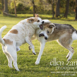 Action photo of two dogs playing