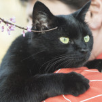 Black cat outdoor photograph