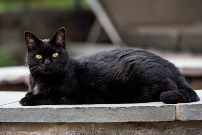 Black cat lying outside on a fire pit looking directly at the camera