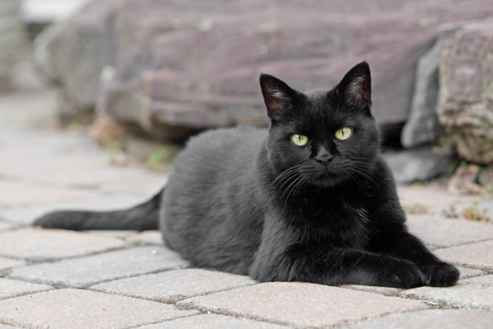Black cat lying outside on a patio looking directly at the camera
