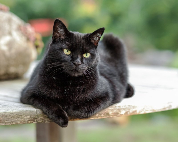 Black cat lying outside on a picnic table