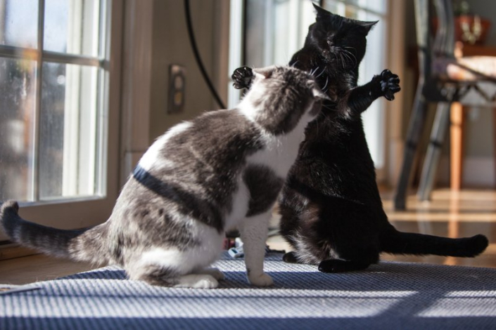 Two cats playing inside