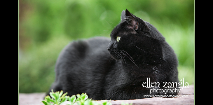 Photo of black cat in Loudoun County VA