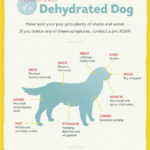 Signs your dog may be overheating
