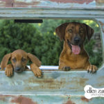 Dog photography Loudoun VA