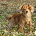 Photos of a Dachshund/Pomeranian mix in Fairfax and Loudoun County, VA